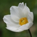 Sasanka lesní (Anemone sylvestris)