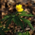 Sasanka pryskyřníkovitá (Anemone...