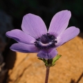 Sasanka věncová (Anemone coronaria)