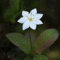 Sedmikvítek evropský (Trientalis europaea)