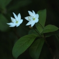 Sedmikvítek evropský (Trientalis europaea)