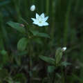 Sedmikvítek evropský (Trientalis europaea)