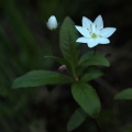 Sedmikvítek evropský (Trientalis europaea)