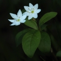 Sedmikvítek evropský (Trientalis europaea)