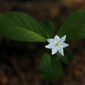 Sedmikvítek evropský (Trientalis europaea)
