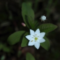 Sedmikvítek evropský (Trientalis europaea)