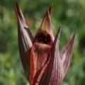 Serapie nachová (Serapias vomeracea)