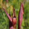 Serapie nachová (Serapias vomeracea)