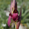Serapie nachová (Serapias vomeracea)