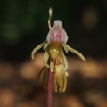 Sklenobýl bezlistý (Epipogium aphyllum)