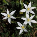 Snědek Kochův (Ornithogalum kochii)