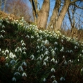 Sněženka podsněžník (Galanthus nivalis)