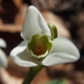 Sněženka podsněžník (Galanthus nivalis)