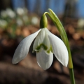 Sněženka podsněžník (Galanthus nivalis)