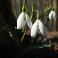 Sněženka podsněžník (Galanthus nivalis)
