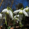 Sněženka podsněžník (Galanthus nivalis)