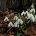 Sněženka podsněžník (Galanthus nivalis)