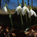 Sněženka podsněžník (Galanthus nivalis)