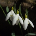 Sněženka podsněžník (Galanthus nivalis)