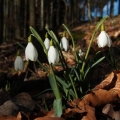 Sněženka podsněžník (Galanthus nivalis)