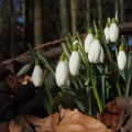 Sněženka podsněžník (Galanthus nivalis)