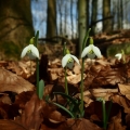 Sněženka podsněžník (Galanthus nivalis)