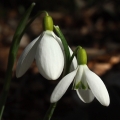 Sněženka podsněžník (Galanthus nivalis)