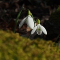 Sněženka podsněžník (Galanthus nivalis)