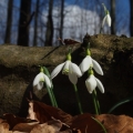 Sněženka podsněžník (Galanthus nivalis)