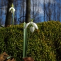 Sněženka podsněžník (Galanthus nivalis)