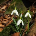 Sněženka podsněžník (Galanthus nivalis)