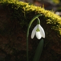 Sněženka podsněžník (Galanthus nivalis)