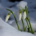 Sněženka podsněžník (Galanthus nivalis)