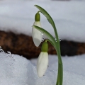 Sněženka podsněžník (Galanthus nivalis)