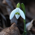 Sněženka podsněžník (Galanthus nivalis)