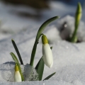 Sněženka podsněžník (Galanthus nivalis)