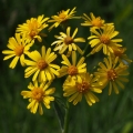 Starček potoční (Tephroseris crispa)