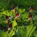 Střevíčník pantoflíček (Cypripedium...