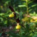Střevíčník pantoflíček (Cypripedium...