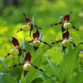 Střevíčník pantoflíček (Cypripedium...