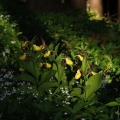 Střevíčník pantoflíček (Cypripedium...
