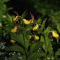 Střevíčník pantoflíček (Cypripedium...