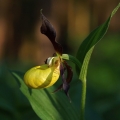 Střevíčník pantoflíček (Cypripedium...