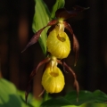 Střevíčník pantoflíček (Cypripedium...