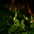 Střevíčník pantoflíček (Cypripedium...
