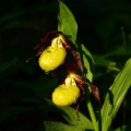 Střevíčník pantoflíček (Cypripedium...