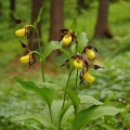 Střevíčník pantoflíček (Cypripedium...