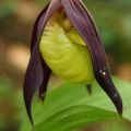 Střevíčník pantoflíček (Cypripedium...