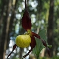Střevíčník pantoflíček (Cypripedium...