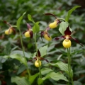 Střevíčník pantoflíček (Cypripedium...